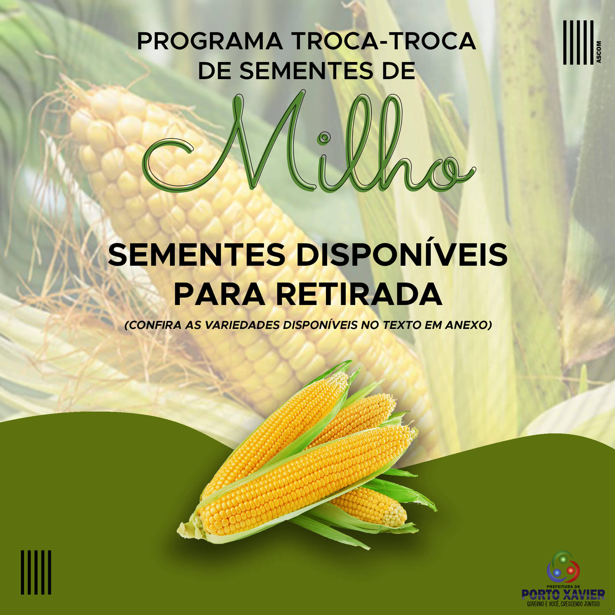 DISPONÍVEIS PARA RETIRADA ALGUMAS VARIEDADES DE SEMENTES DE MILHO